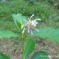 Rauvolfia serpentina (L.) Benth. ex Kurz